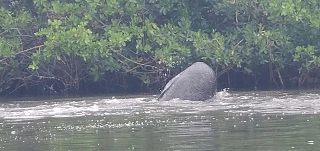 Manatee Viewing Stand