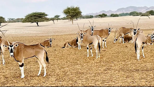 Sir Bani Yas Island, Abu Dhabi