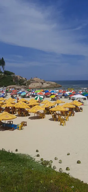 Praia de Garopaba sc rua flanboyant