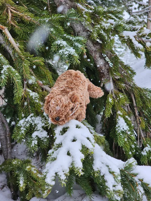 Rushmore Photo & Gifts Inc