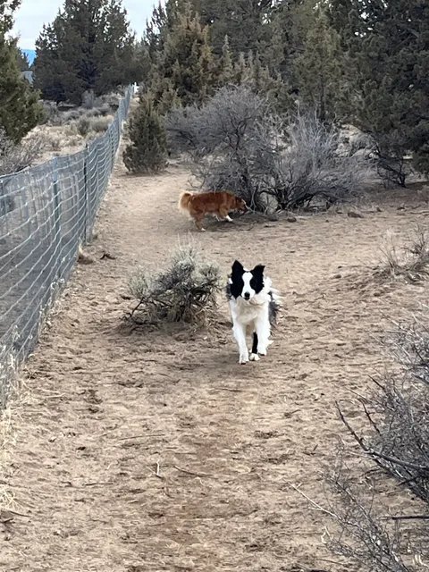 Big Sky Park Off-Leash Dog Area