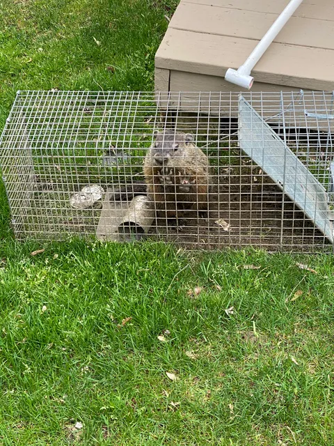 MI Home Wildlife Management