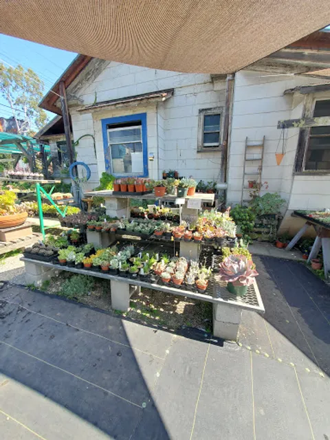 Yamaguchi Bonsai Nursery