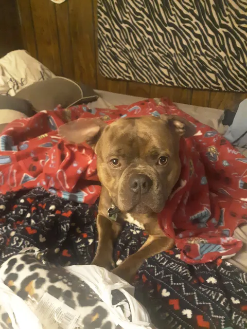 Sevier County Animal Clinic