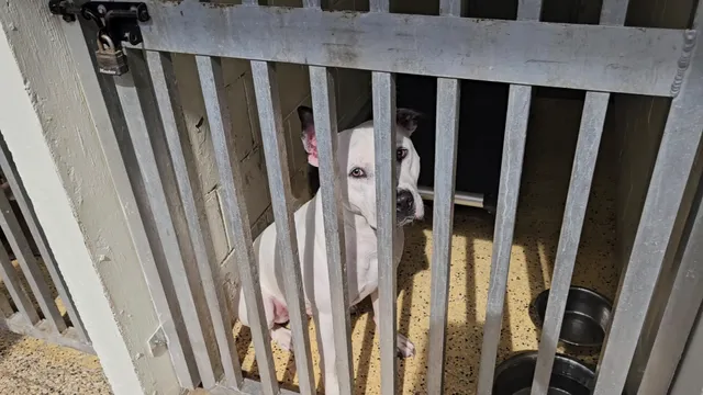 Brevard County Sheriff's Office Animal Services