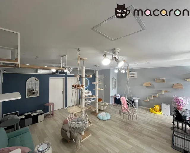nekocafe macaron ねこカフェ マカロン