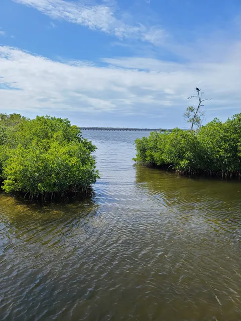 Palmetto Estuary Preservation Project