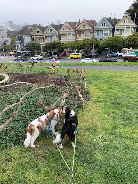 Alamo Square Dog Play Area