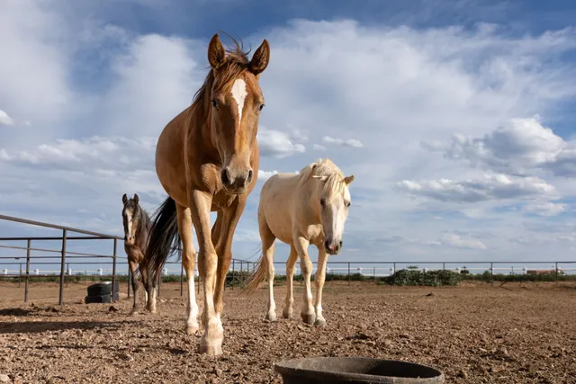 New Mexico Horse Rescue at Walkin N Circles Ranch