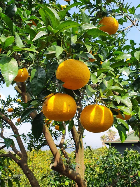 석부작테마공원