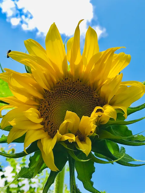 Drew Gardens / Educational and Recreational/Oasis