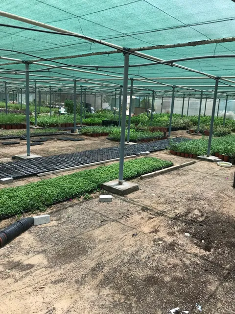 Ajman Muncipality Public Park & Plant Nursery