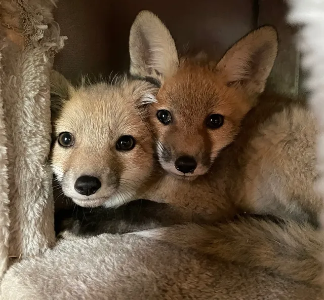 Carolina Wildlife Conservation Center