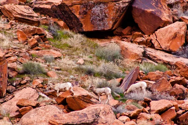 Lees Ferry on the Fly