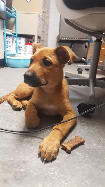 Anson County Animal Shelter