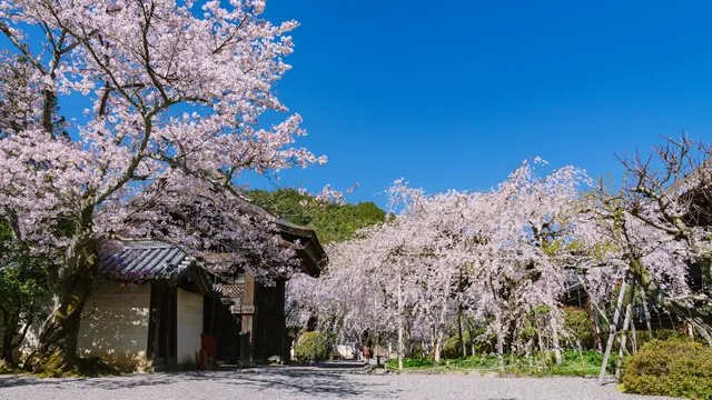 Shidare zakura (a Drooping Cherry-tree)
