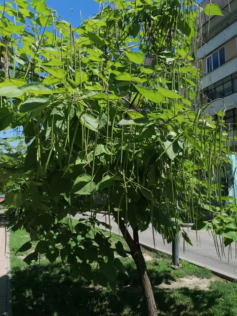 阿拉木图公主饭店