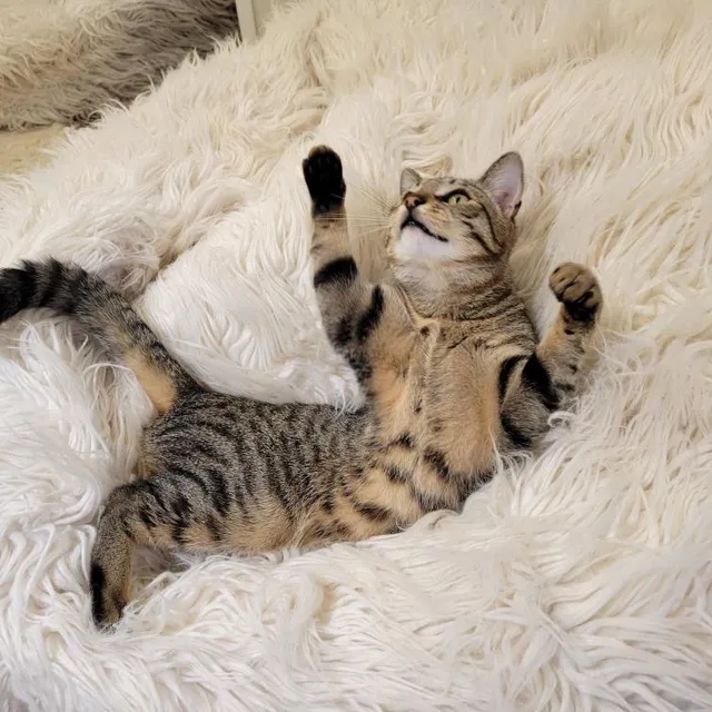 All the Single Kitties