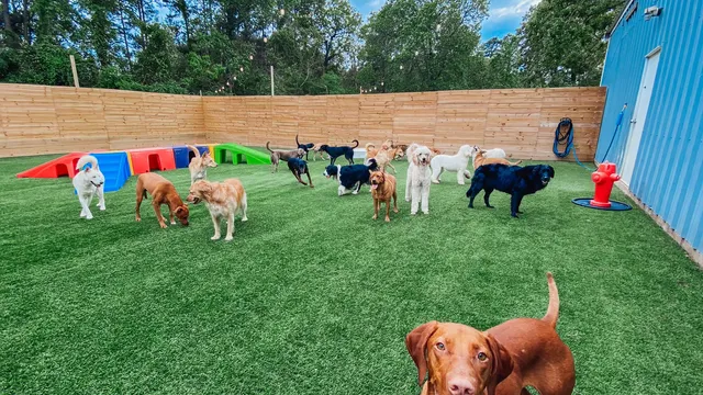 Texas Doghouse - The Woodlands