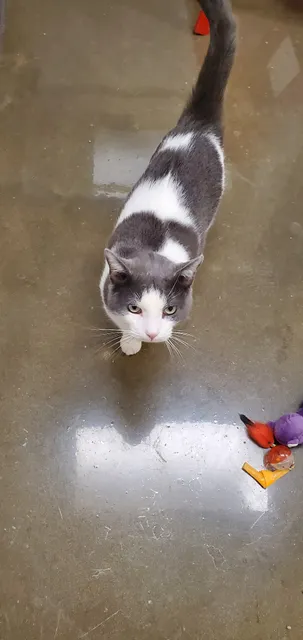 Calhoun County Humane Society