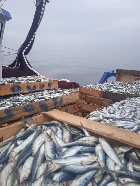 اسماك الحاج نصر الله موز الفردى