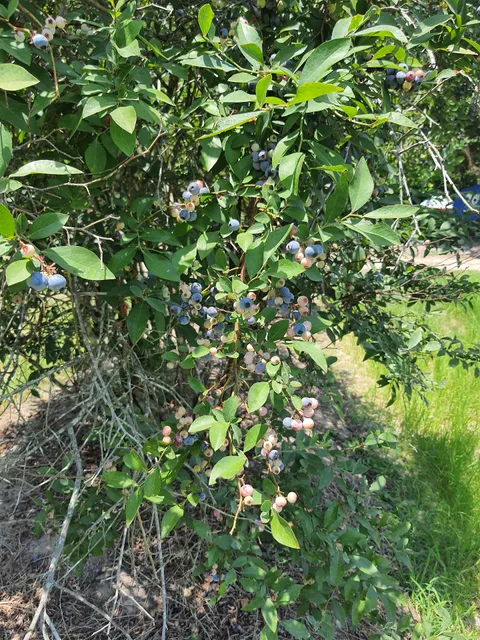 B&M Blueberry Patch llc