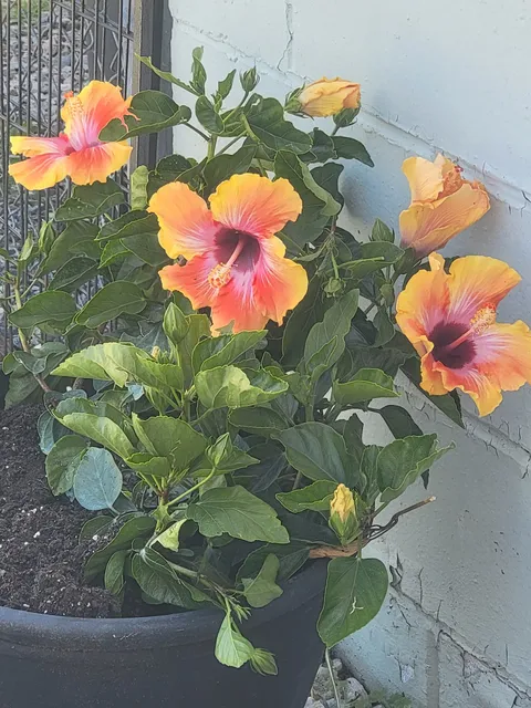 Davis Farm firewood-Produce