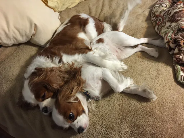 Winsor Animal Clinic