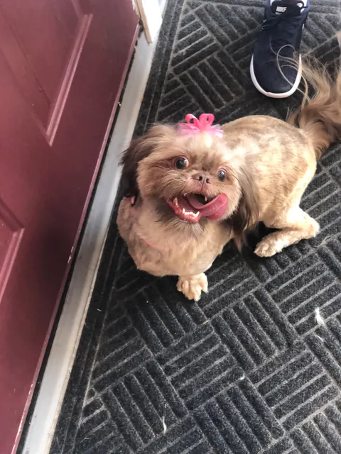 Elegant Hound Salon Groomer