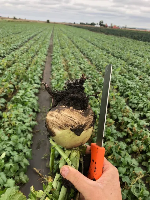 Goebbert Family Farms/Go-Ro Fresh