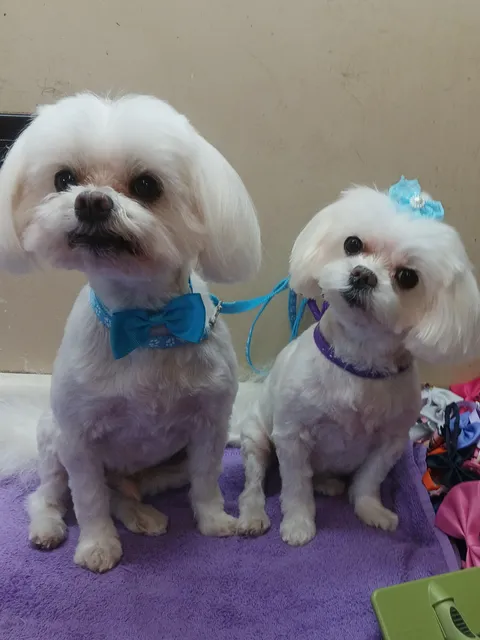 Pampered Pets Grooming by Hope