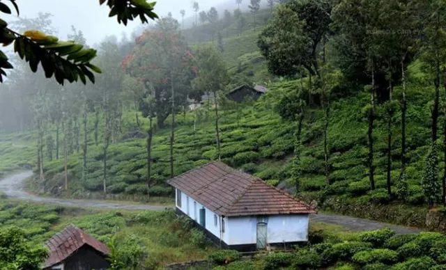 WAYANAD MIST TOURIST HOME