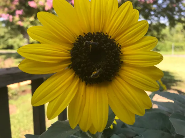 OLD PECAN FACTORY, LLC