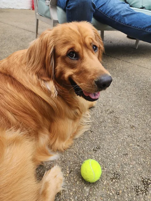 SpitzeK9 Dog Training