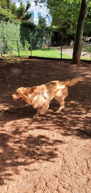 Cachorródromo Limão