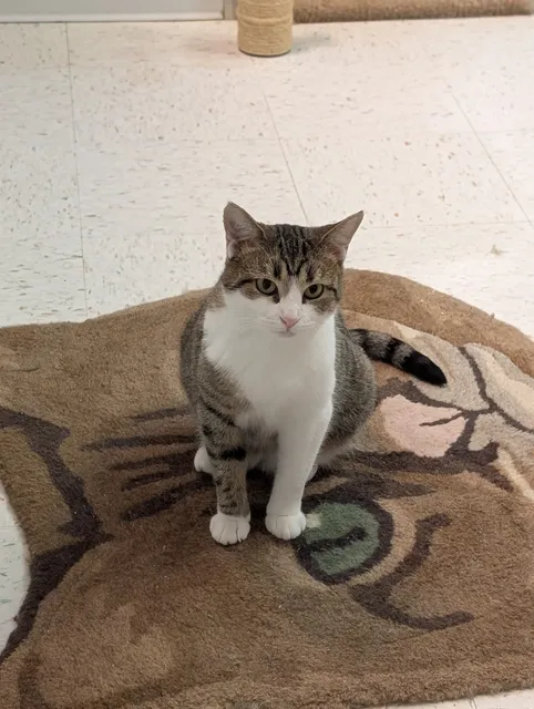 Colony Cats Adoption Center