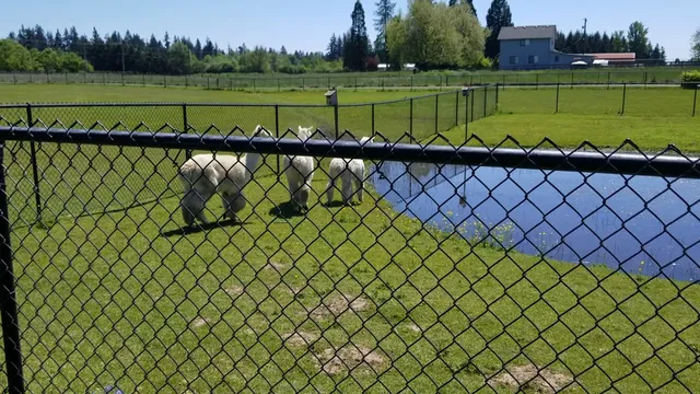 Serendipity Alpaca Ranch