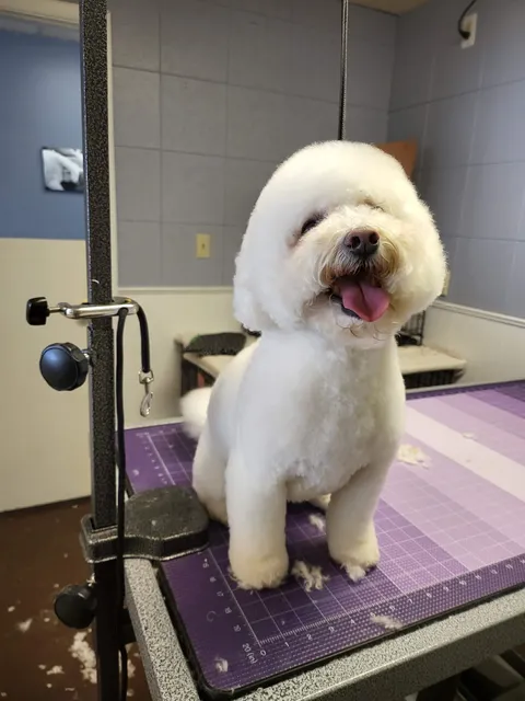 Mountain Mutts and Such LLC