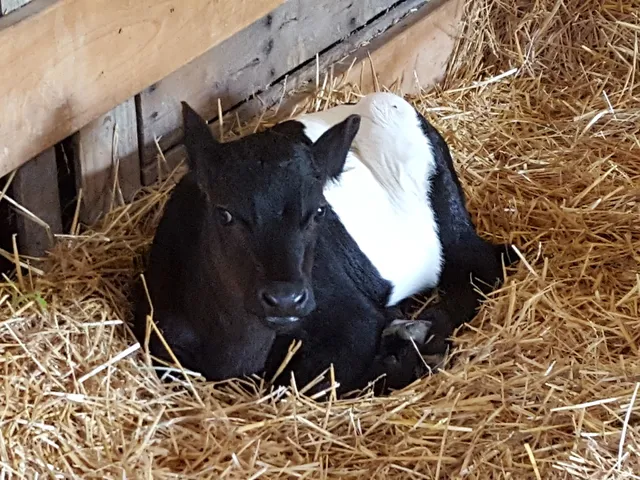 Holy Trinity Monastery