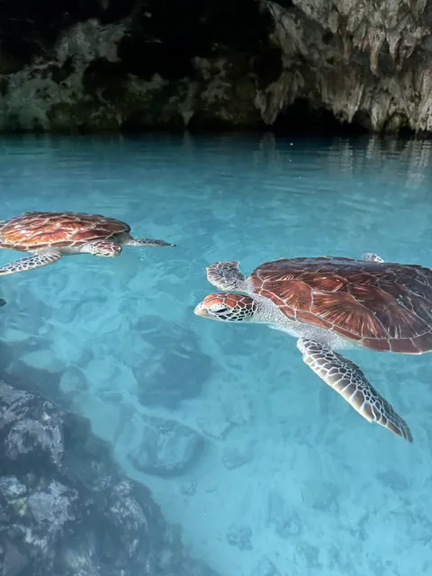 Salaam Cave Aquarium
