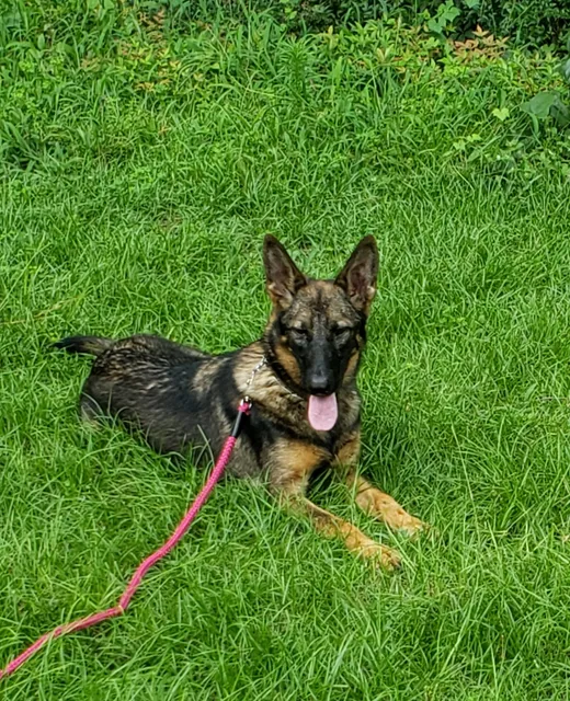 K9 Concepts Dog Training