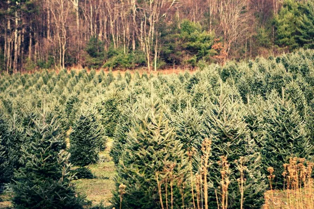 Greene Pine Farm Choose and Cut