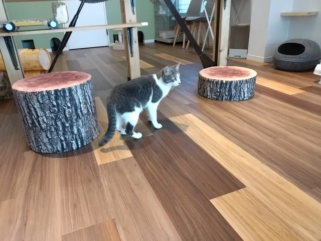 CAT BOX ほごねこかふぇ