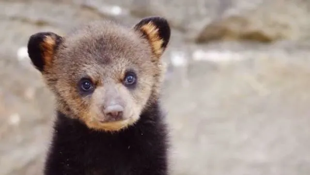 Saving WV Wildlife (SWVWL)