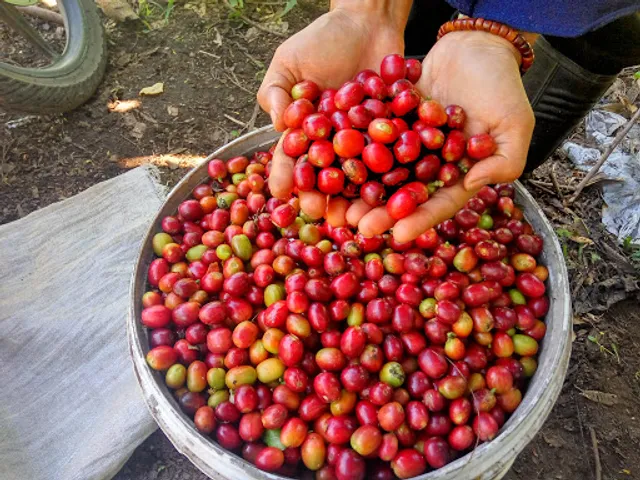 JUAL KOPI GAYO