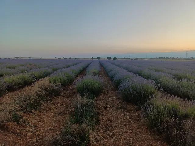 Campos de Lavanda