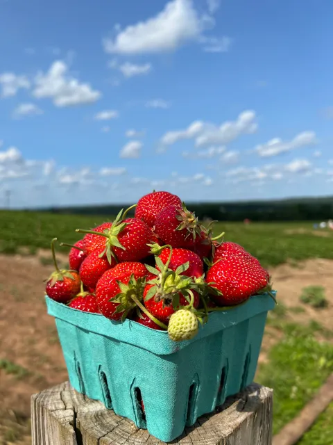 lyman orchard strawberry field