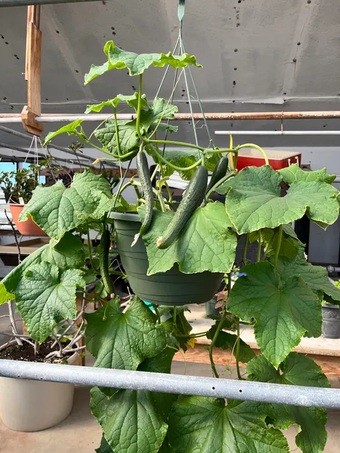 Amish Farm Fresh Produce Cheap