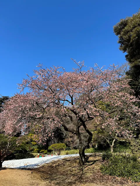 Triangular Flowerbed