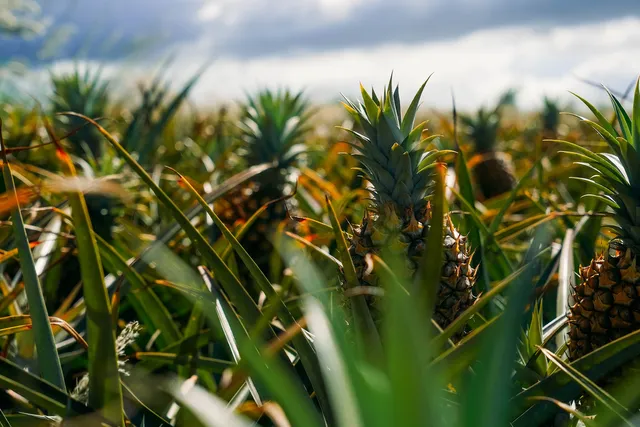 Maui Gold Pineapple